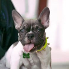The ESTP Entrepreneur - Custom Pet Art Tile