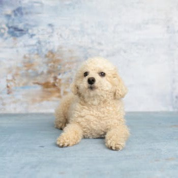 The Baseball - Custom Pet Art Tile