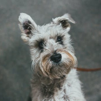 The Meme Template - Custom Pet Art Tile