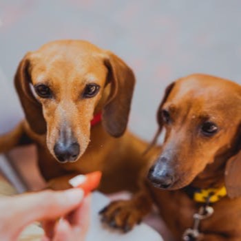 The Influencer Pet - Custom Pet Art Tile