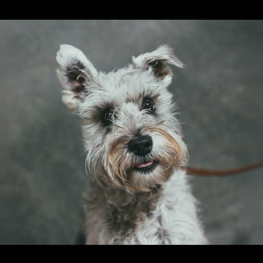 The Meme Template - Custom Pet Art Tile